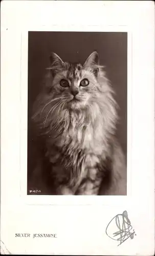 Ak Getigerte Katze, Katzenportrait, Silver Jessamine