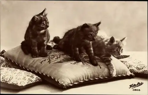 Ak Drei Katzen auf dem Kissen liegend