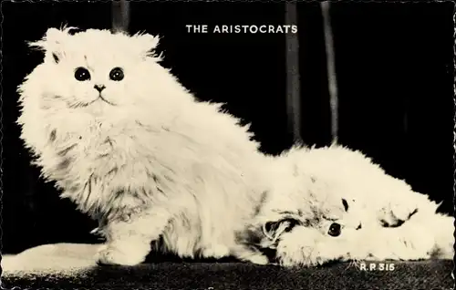 Ak Zwei weiße Katzen, The Aristocrats