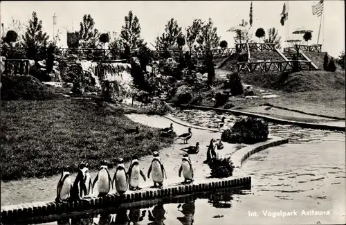 Ak Alphen aan den Rijn Südholland Niederlande, Pinguine im Tierpark, Vogelpark Avifauna