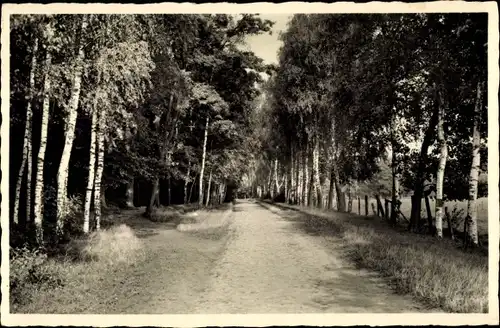 Ak Pritzwalk in der Prignitz, Hainholzpromenade