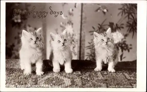 Ak Drei junge Katzen, Vorhang, Glückwunsch