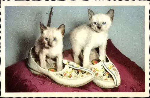 Ak Zwei junge Katzen in Schuhen
