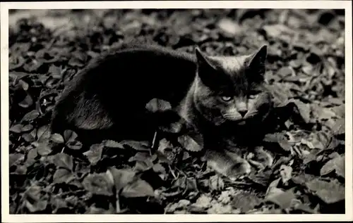 Ak Katzenportrait, Walderdbeeren-Pflanzen, Freigang