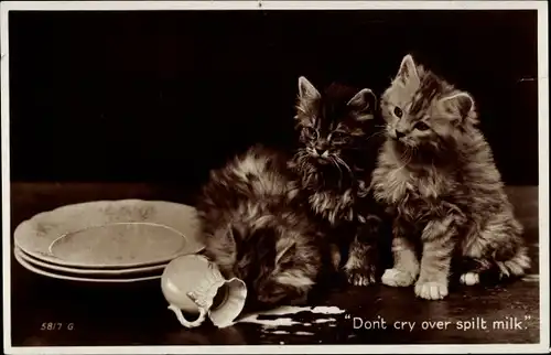 Ak Tollpatschige Katzen, Don't cry over split milk, Verschüttete Milch