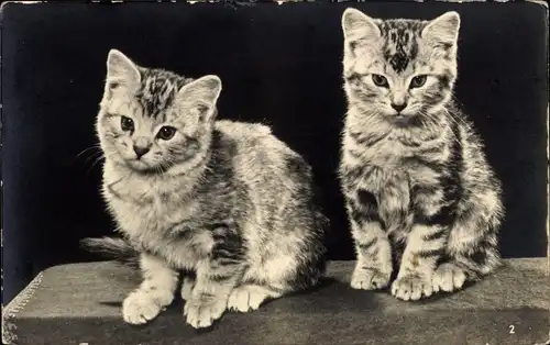 Ak Zwei junge Katzen, Katzenportrait