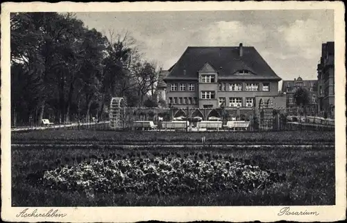 Ak Aschersleben im Salzlandkreis, Rosarium