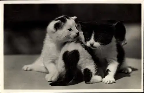 Ak Drei schwarz weiße Katzenbabys