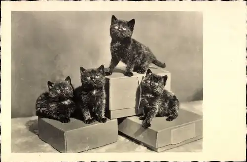 Ak Vier kleine dunkle Katzen, Schachteln