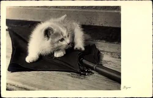 Ak Kleine weiße Katze, Regenschirm