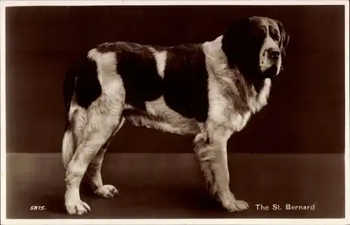 Ak Bernhardiner, Hund, St. Bernard