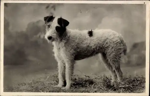 Ak Terrier, Hund