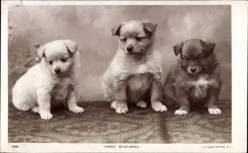 Ak Three Brothers, drei kleine Hunde