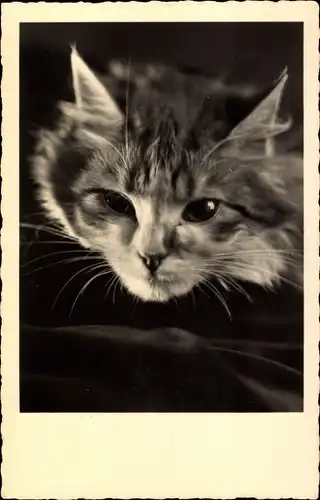 Ak Hauskatze, Katzenportrait