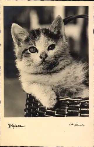 Ak Zufrieden, Hauskatze in einem Weidenkorb