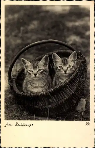 Ak Zwei Zwillinge, Hauskatzen in einem Weidenkorb