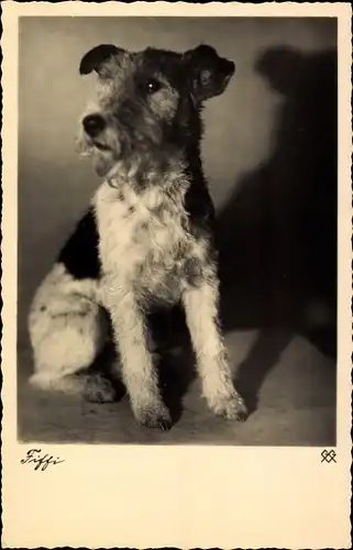 Ak Fiffi, Terrier, Hundeportrait