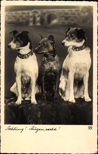 Ak Achtung, Augen rechts, drei Terrier, Hundeportrait