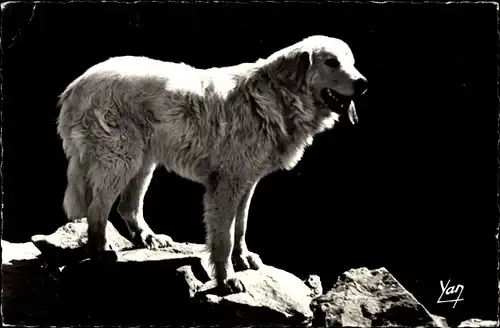 Ak Chien des Pyrenées, Pyrenäen Berghund auf einem Felsen, Portrait