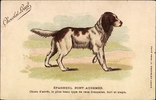 Ak Epagneul Pont Audemer, Spaniel, Hund, Rasseportrait, Chocolat Louit