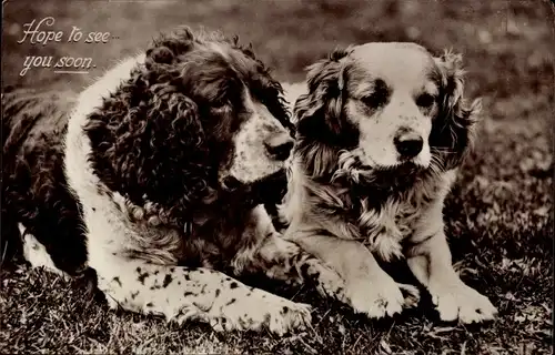 Ak Hope to see you soon, zwei Hunde auf einer Wiese