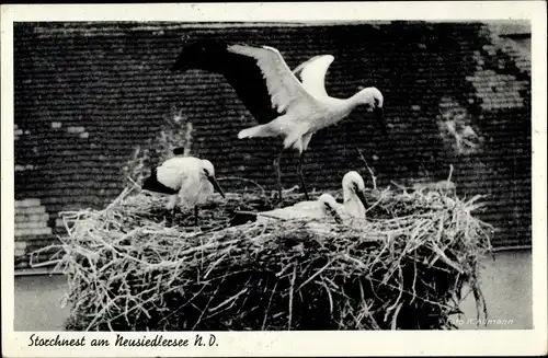 Ak Neusiedl am See Burgenland, Storchennest