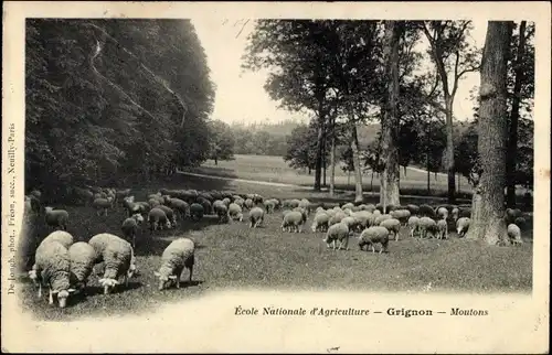 Ak Thiverval Grignon Yvelines, Ecole Nationale d'Agriculture, Moutons