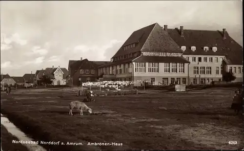 Ak Norddorf auf Amrum Nordfriesland, Ambronen Haus, Schaf