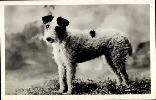 Ak Terrier, Hundeporträt