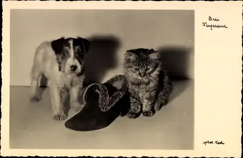 Ak Drei Vergessene, junger Terrier und Kätzchen neben einem Pantoffel