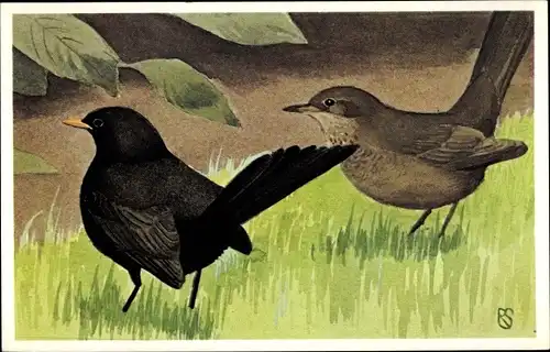 Künstler Ak Stuurman, Rein, Turdus merula, Amsel