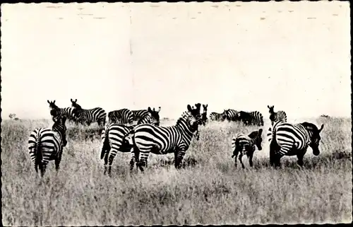 Ak Troupeau de Zebres, Zebras