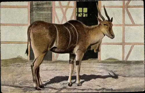 Ak Elenantilope vor dem Stall