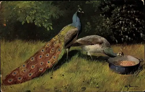 Künstler Ak Schönian, Alfred, Pfau am Futternapf