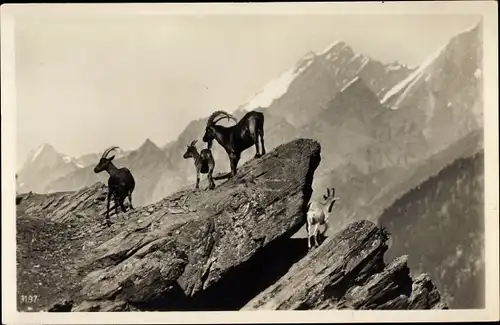 Ak Steinböcke im Gebirge