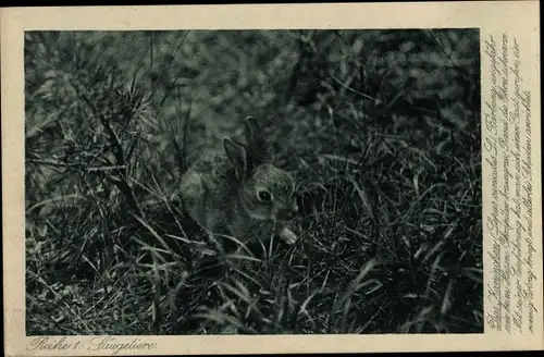 Ak Kaninchen auf einer Wiese, Heimatschutz Postkarte, Reihe 1, Säugetiere
