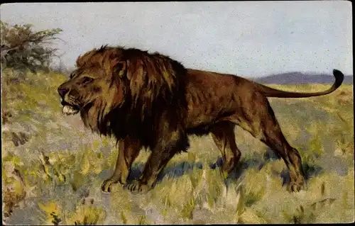 Ak Männlicher Löwe in der Savanne