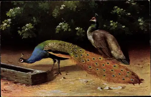 Künstler Ak Schönian, Alfred, Blauer Pfau mit buntem Federkleid, Weibchen