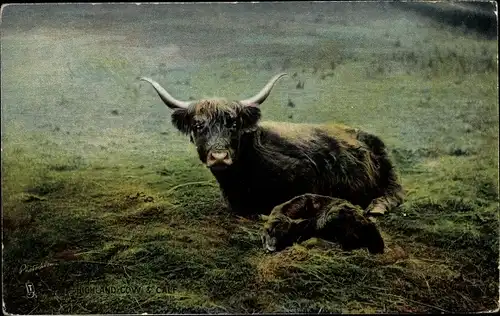 Ak Highland Cow and Calf, Rind