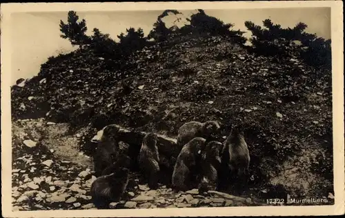 Ak Gruppe von Murmeltieren an ihrer Höhle