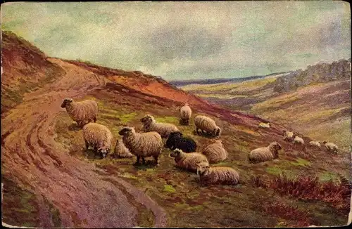 Ak Landschaft mit Schafherde