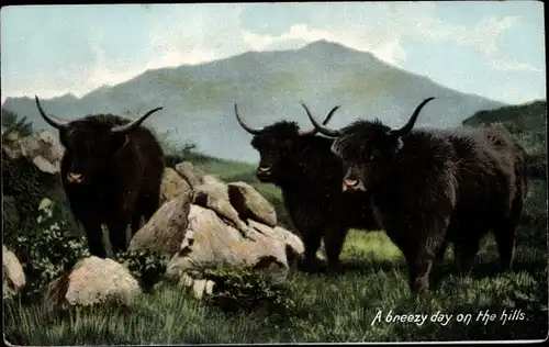 Ak A breezy day on the hills, Higland Rinder