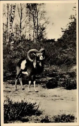 Ak Gelderland, Het Nationale park De Hooge Veluwe, Mufflon, Ovis musimon