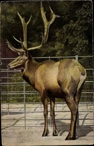 Ak Hirsch im Gehege, Geweih