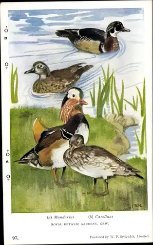 Künstler Ak Mandarins, Carolinas, Enten, Mandarinenente