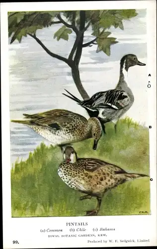 Künstler Ak Pintails, Spießente