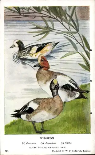 Künstler Ak Widgeon, Enten, Mareca