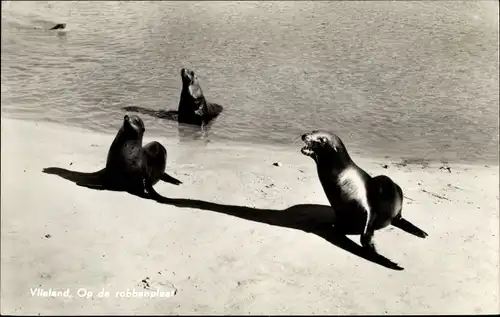 Ak Vlieland Friesland Niederlande, Robben, Seehunde