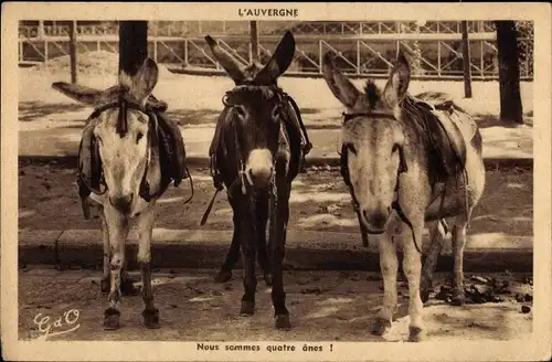 Ak Auvergne, Drei gesattelte Esel