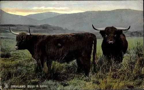 Ak Highland Bull and Cow, Rinder